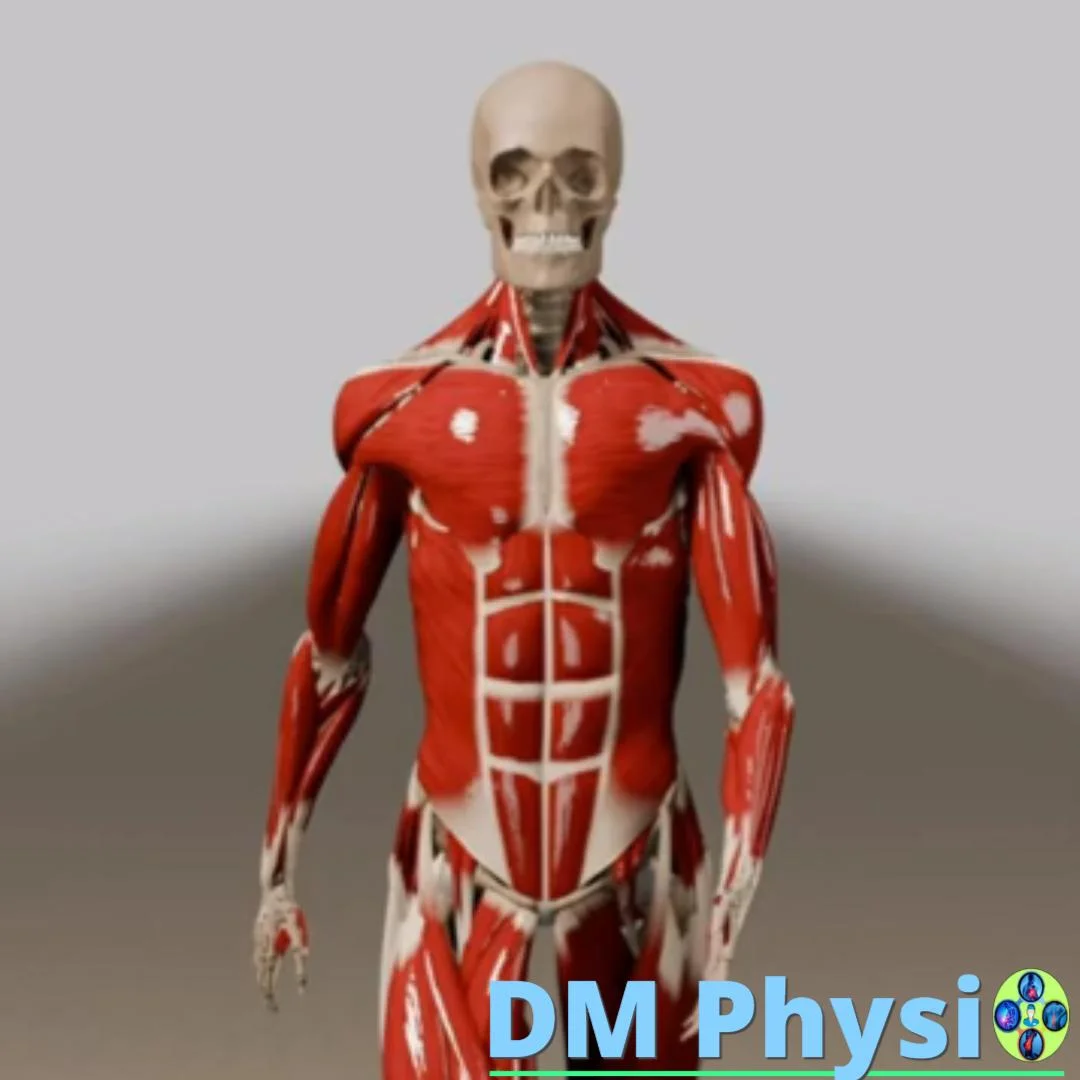 Мускули – образователна секция